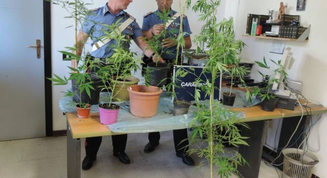 Trovato con piante di cannabis, arrestato