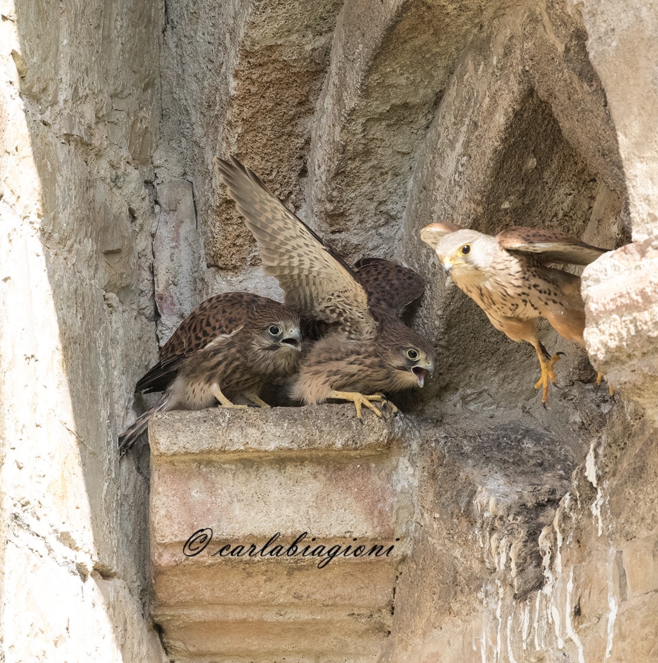 Quattro piccoli di gheppio. Sorpresa alla Lipu di Pisa