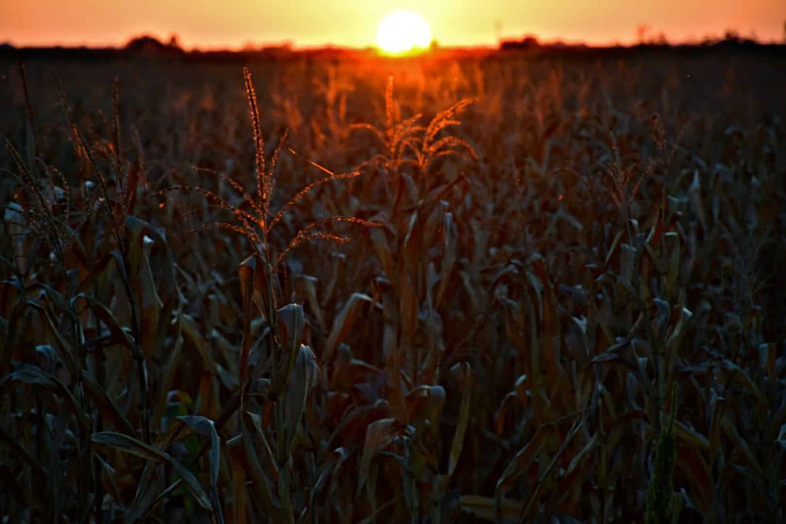 Tramonto in campagna