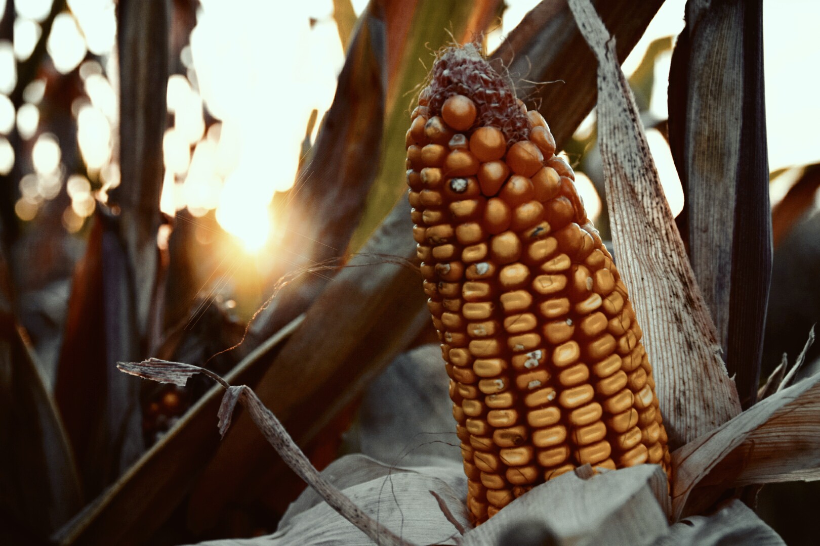 Pd: “Salvaguardare le piccole imprese agricole”