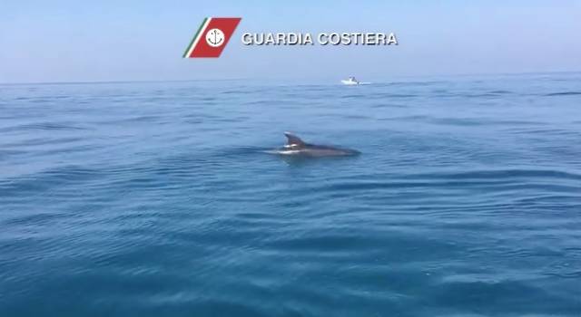 Un gruppo di delfini a largo della Versilia (video)