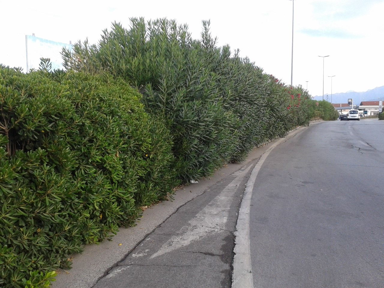 Le piante invadono la carreggiata di via Aurelia Sud