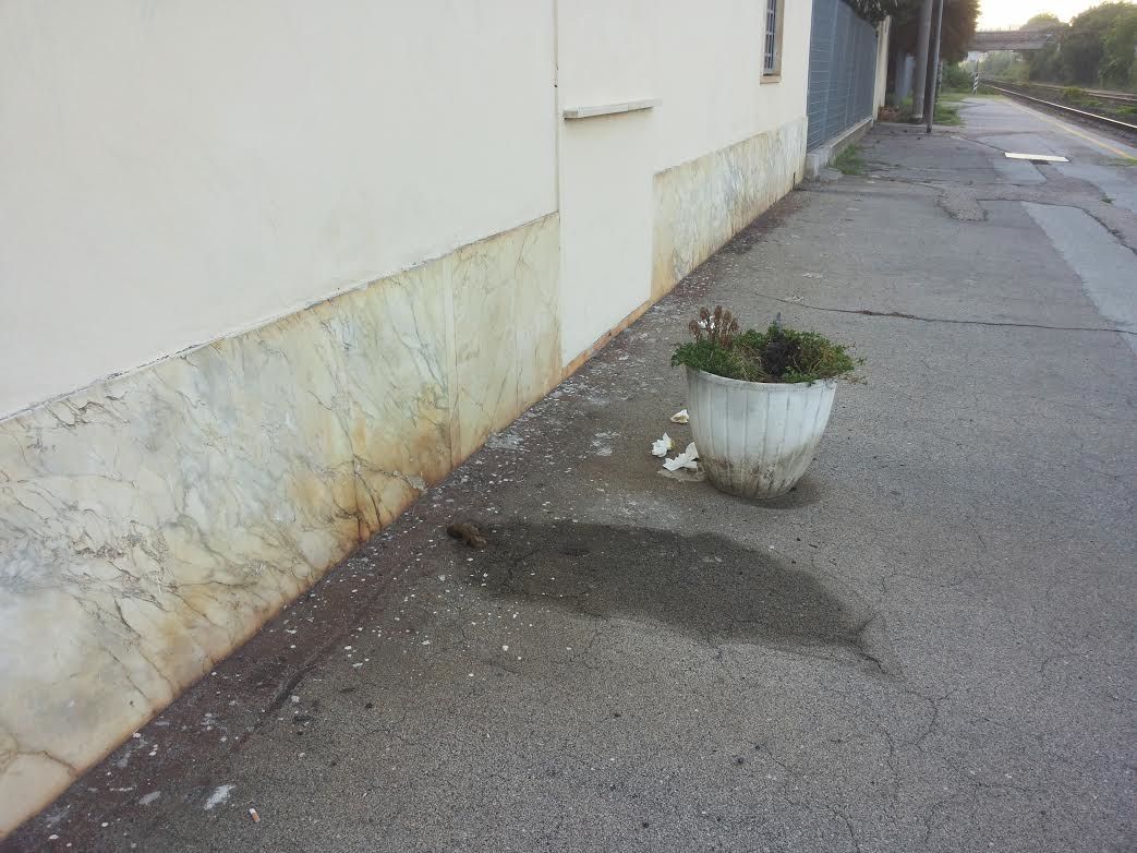 Escrementi alla stazione di Pietrasanta