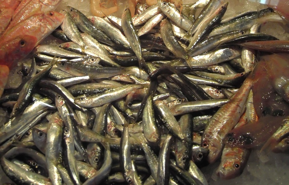pesca pesce vendita prodotti ittici