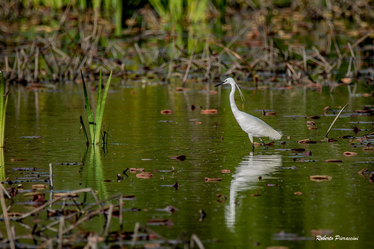 Field School Massaciuccoli: alla scoperta delle Zone Umide