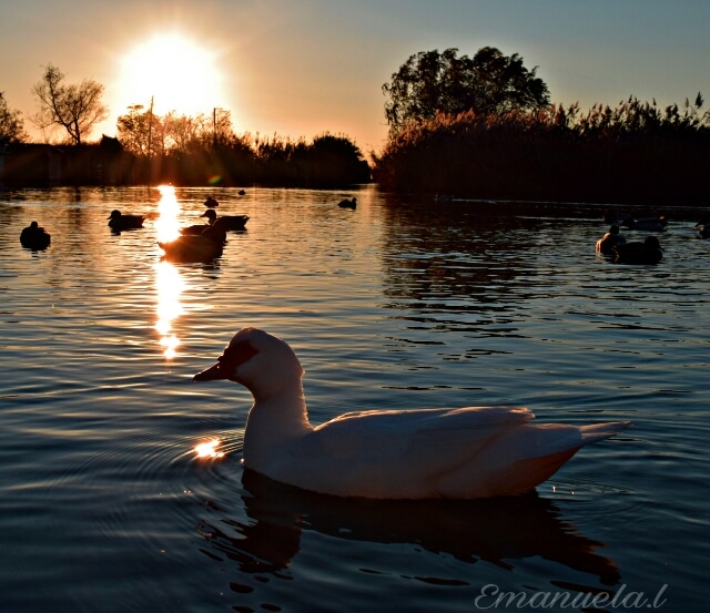 Nel lago