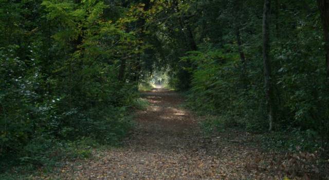 Via libera al nuovo piano di gestione forestale dalla Versiliana