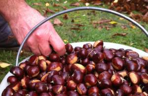 raccolta castagne