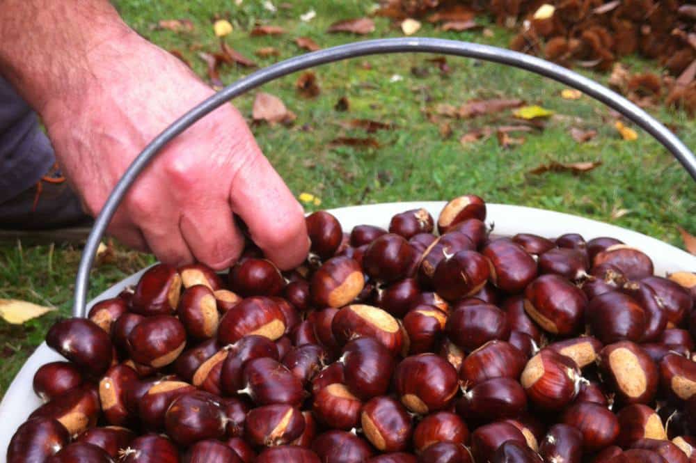 raccolta castagne