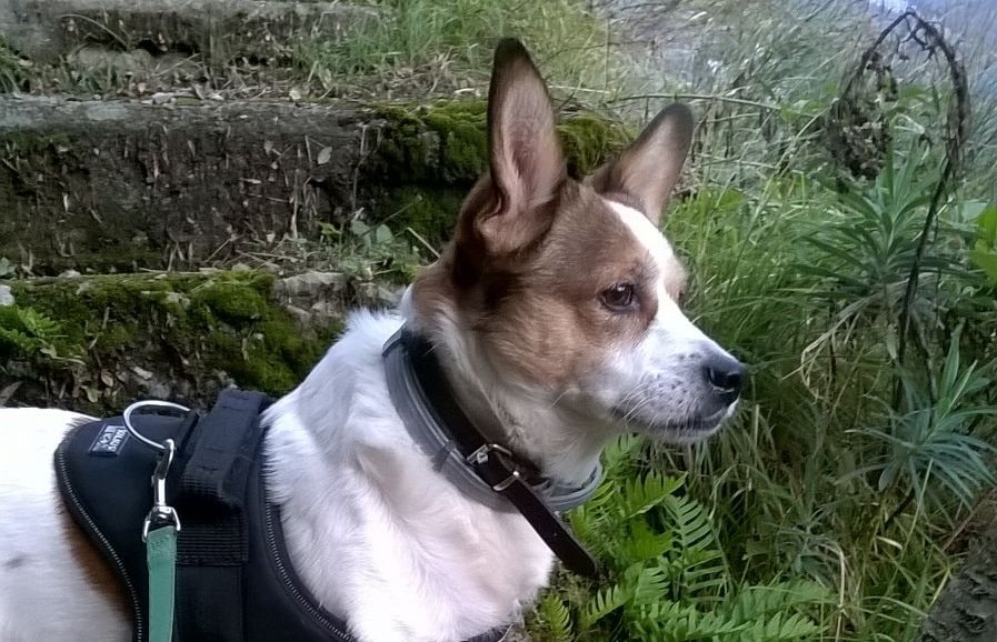 Cagnolino sbranato