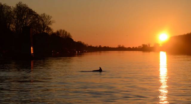 Salvato un delfino nell&#8217;Arno