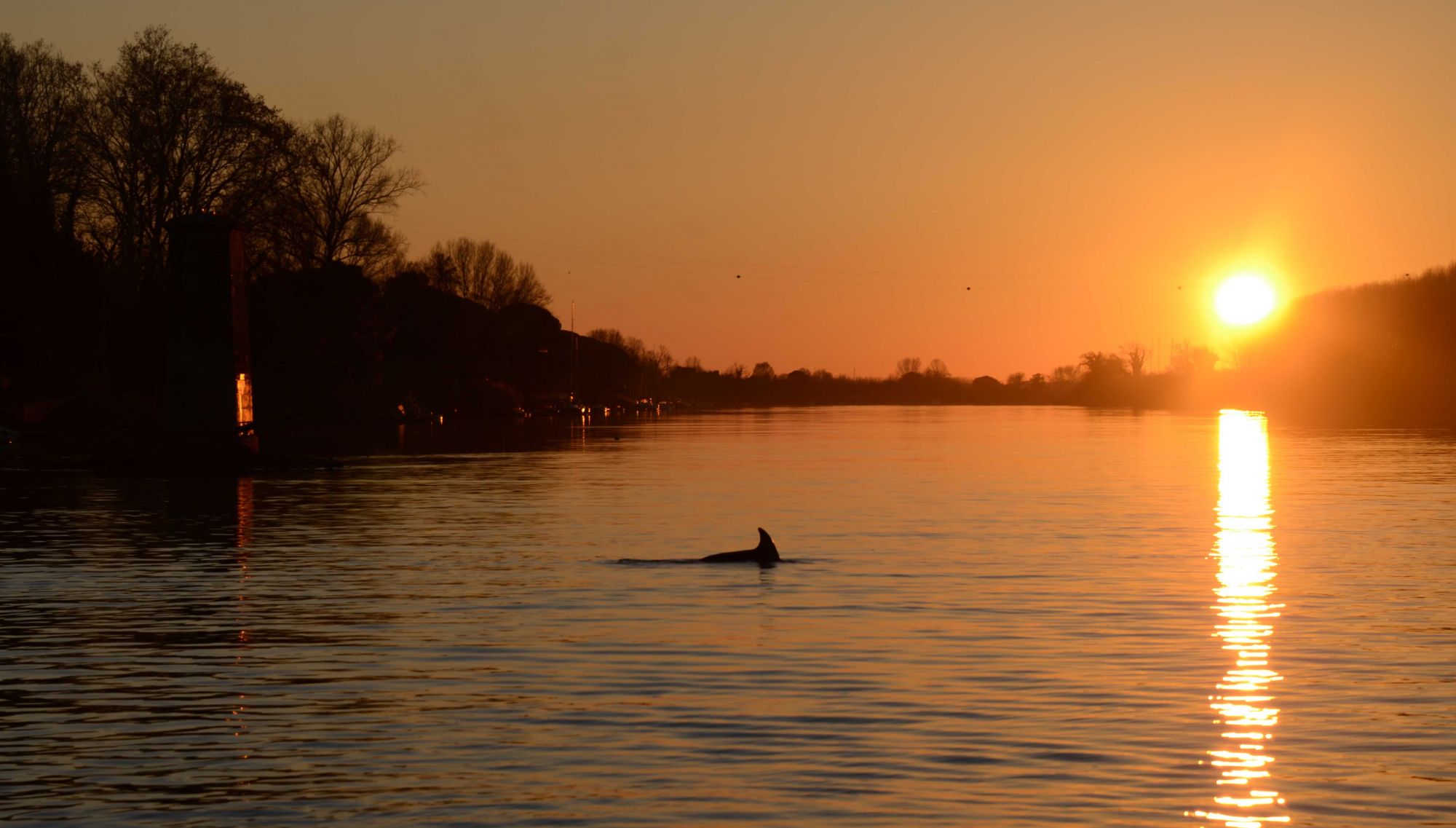 Salvato un delfino nell’Arno