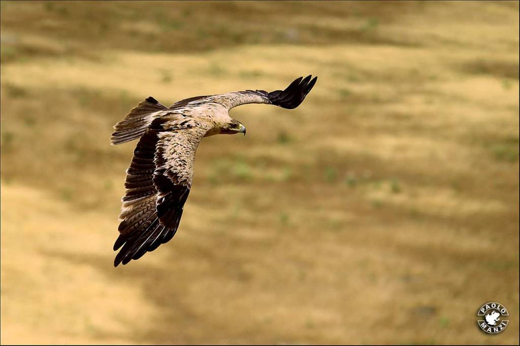 Aquila Iberica