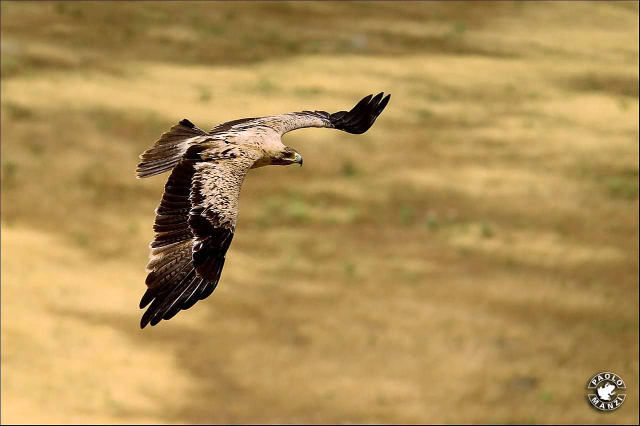 Avvistata nell’area del Massaciuccoli un Aquila Imperiale Iberica