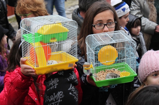 Pietrasanta celebra la benedizione degli animali