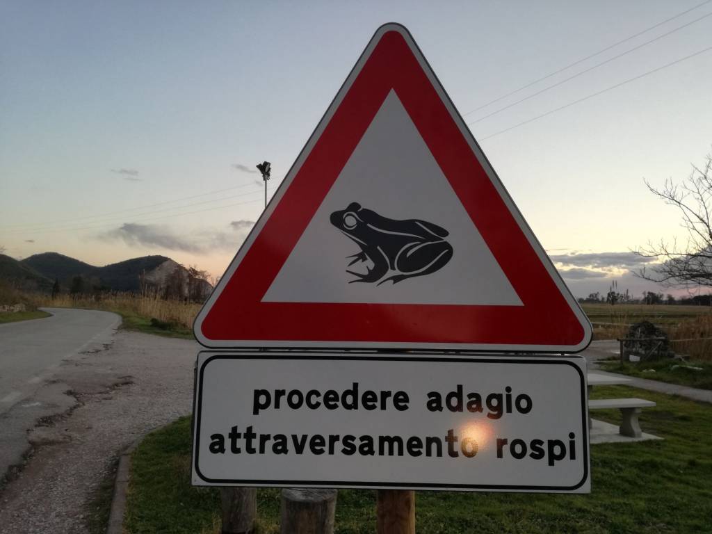attraversamento rospi