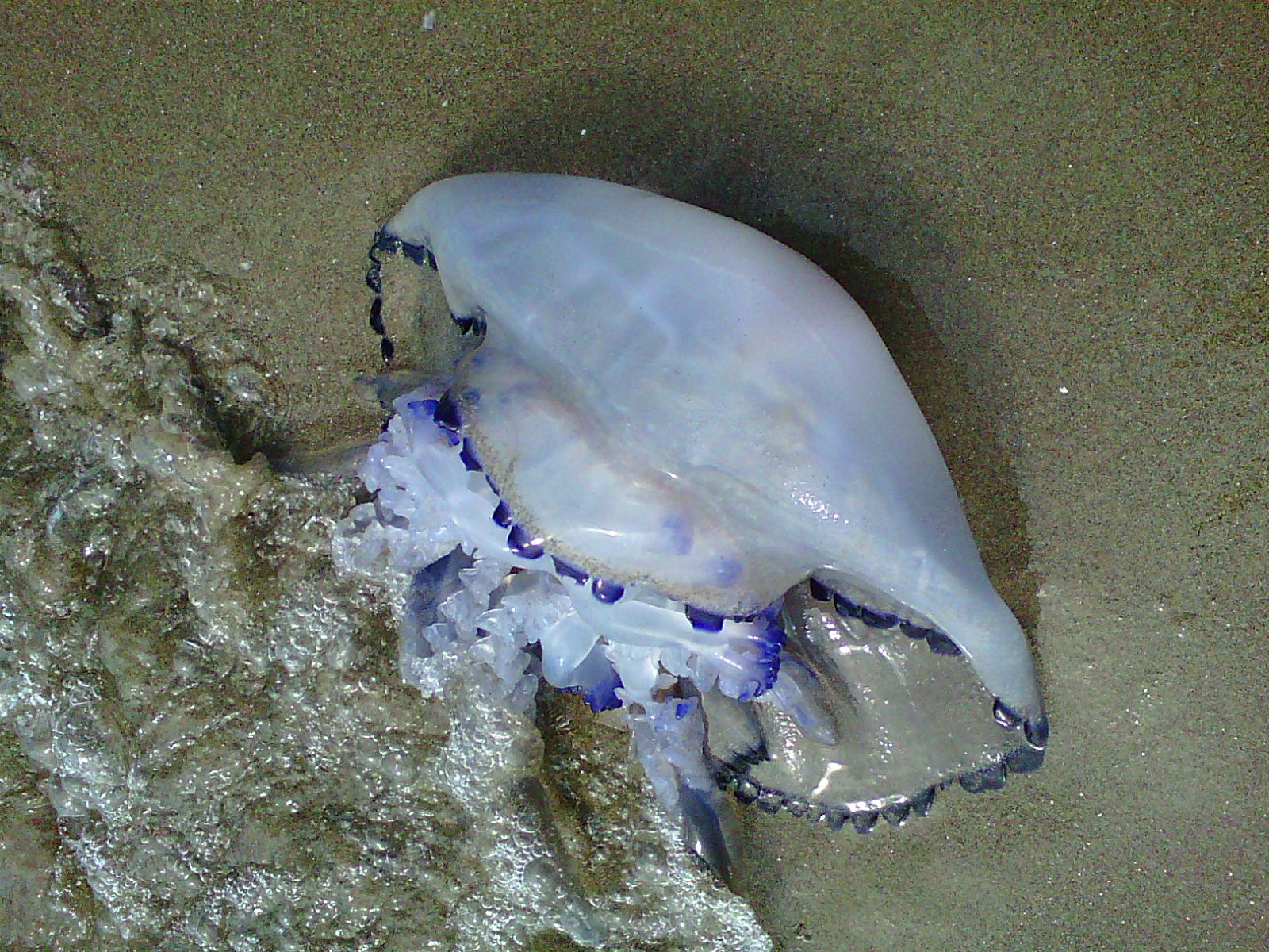 La medusa
