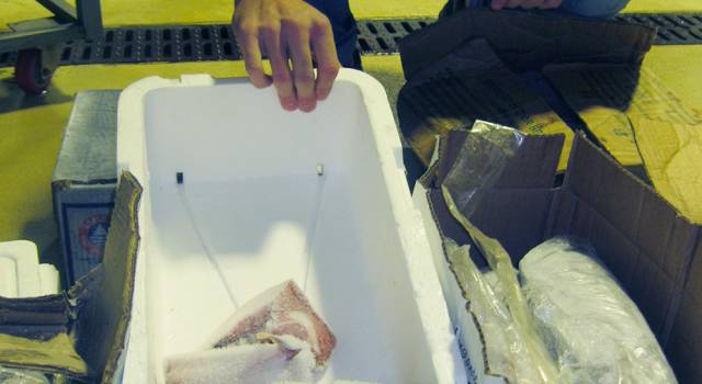 Sequestro per 10 mila euro, blitz sui prodotti ittici della Guardia Costiera