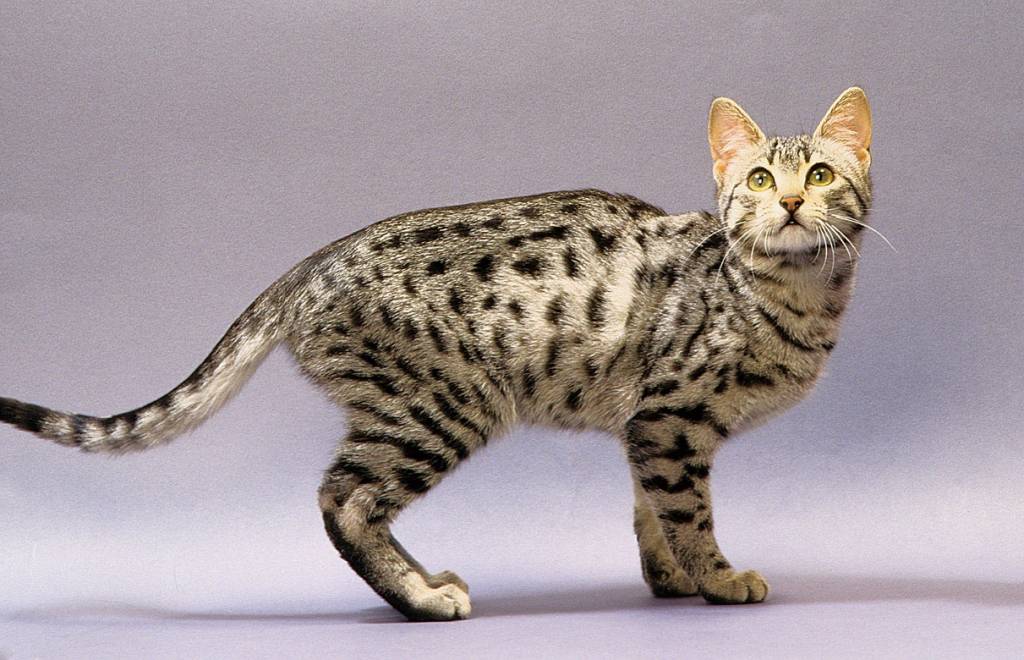 esposizione felina internazionale