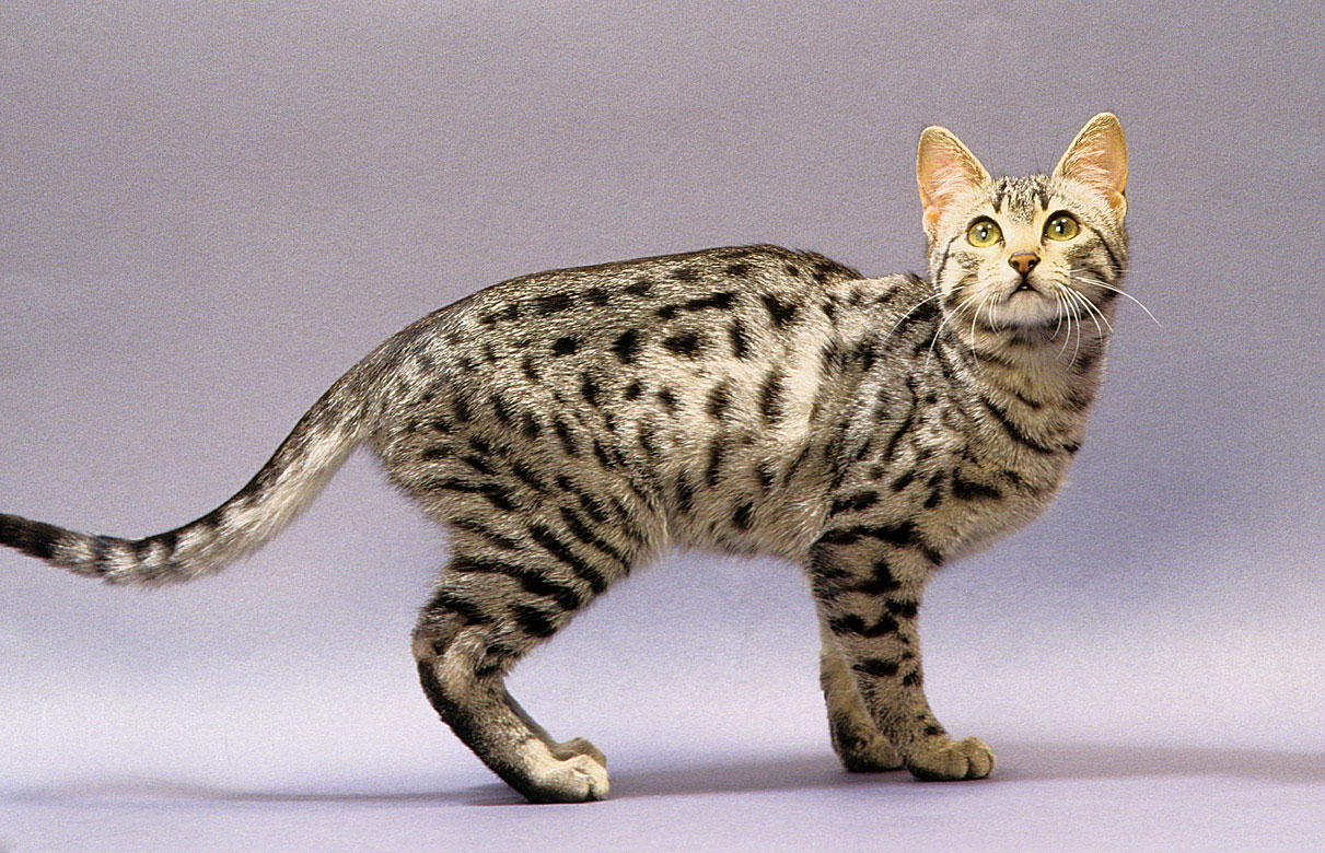 esposizione felina internazionale