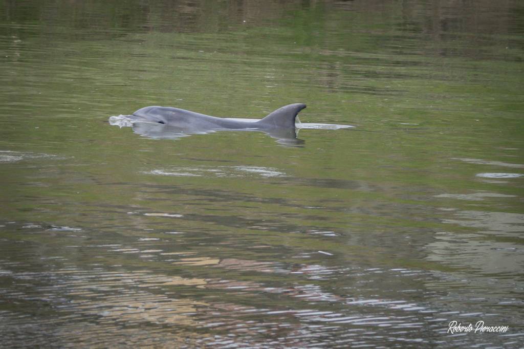 delfino pisa