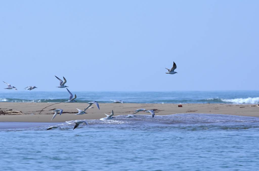uccelli