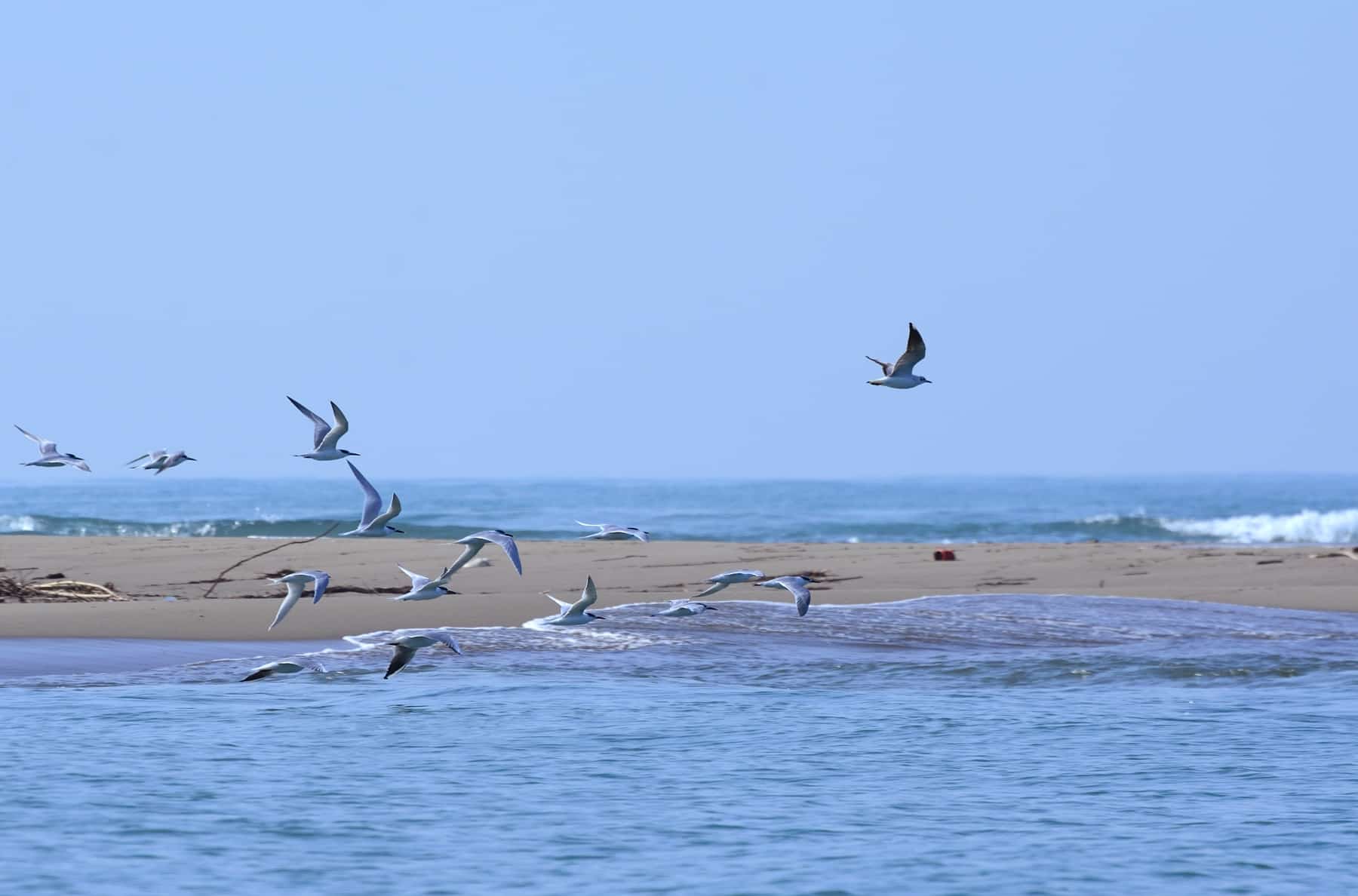 Escursione di birdwatching alla foce del Serchio