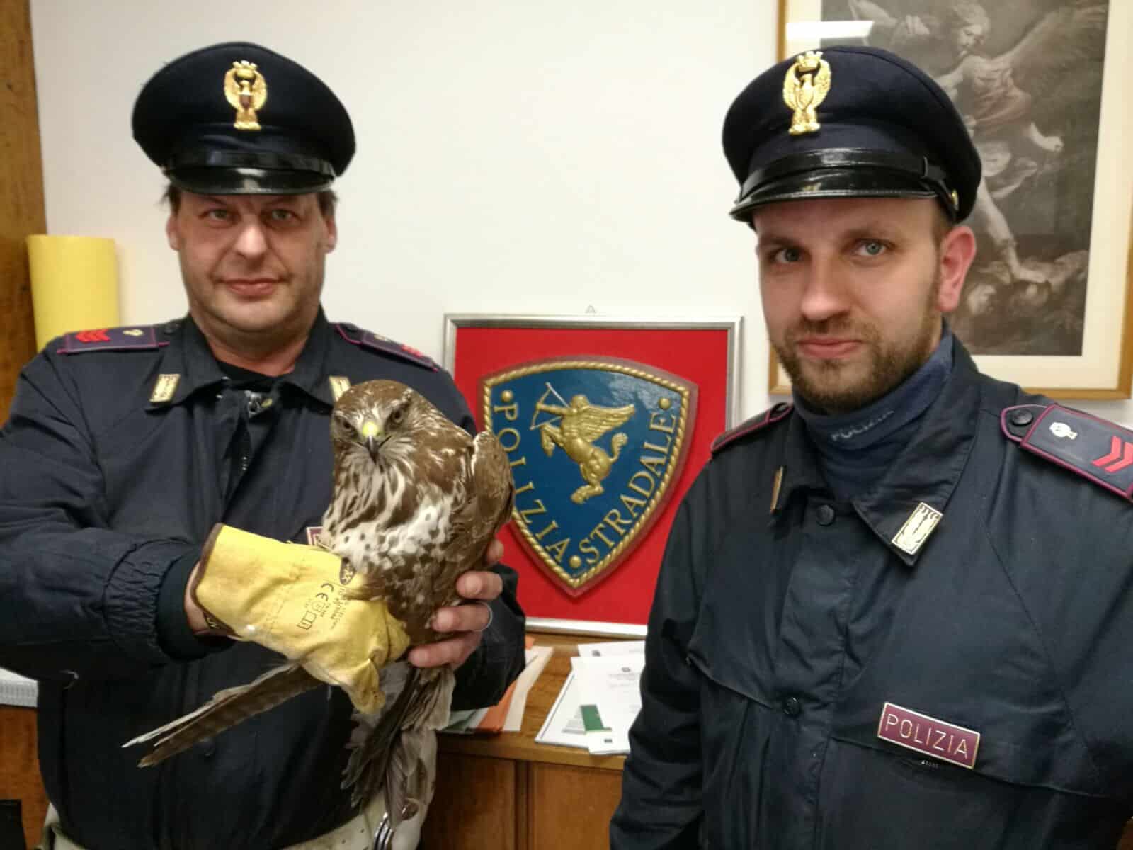 Poiana ferita sul ciglio dell’autostrada. Salvata dalla Polizia Stradale