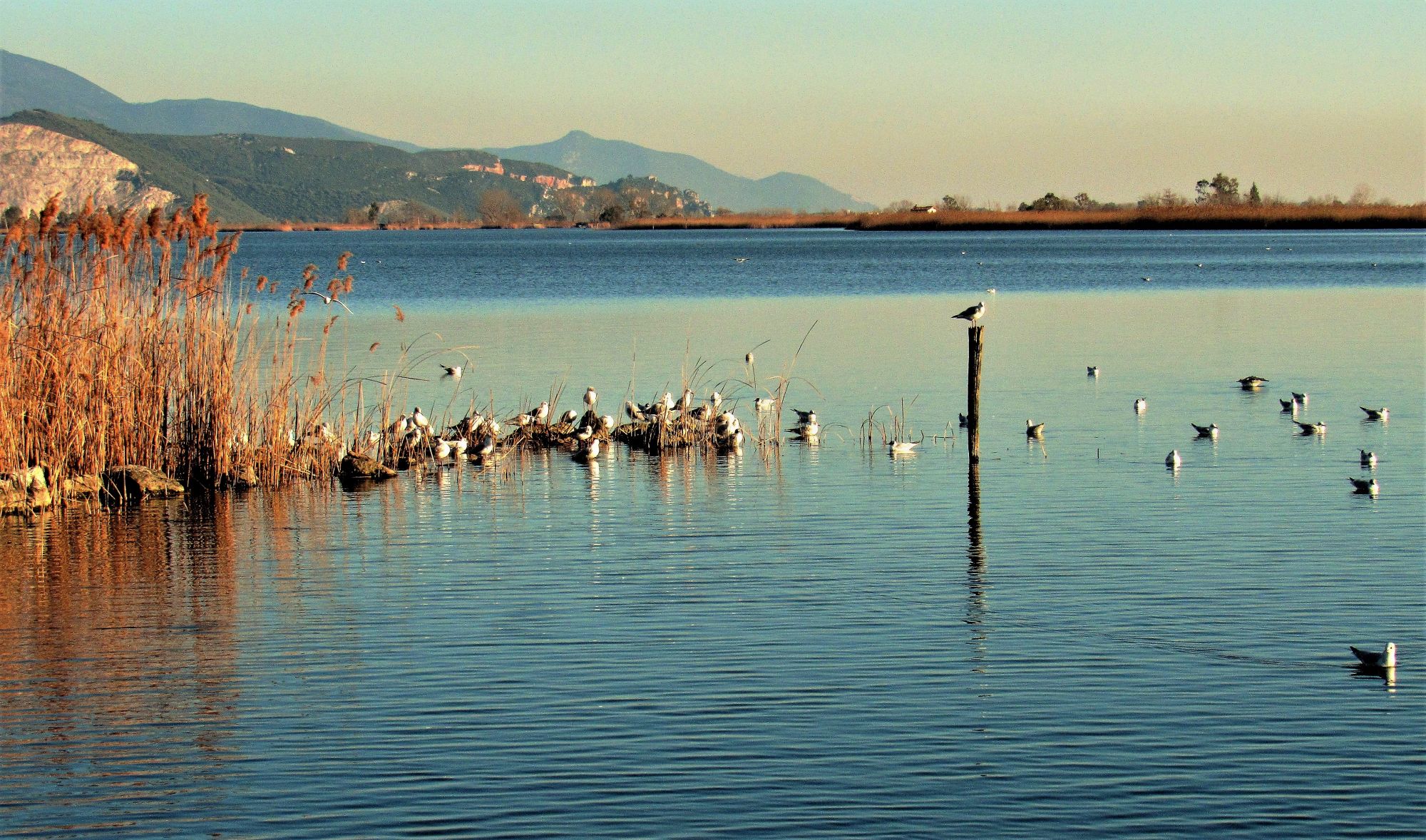 Un lago di gabbiani