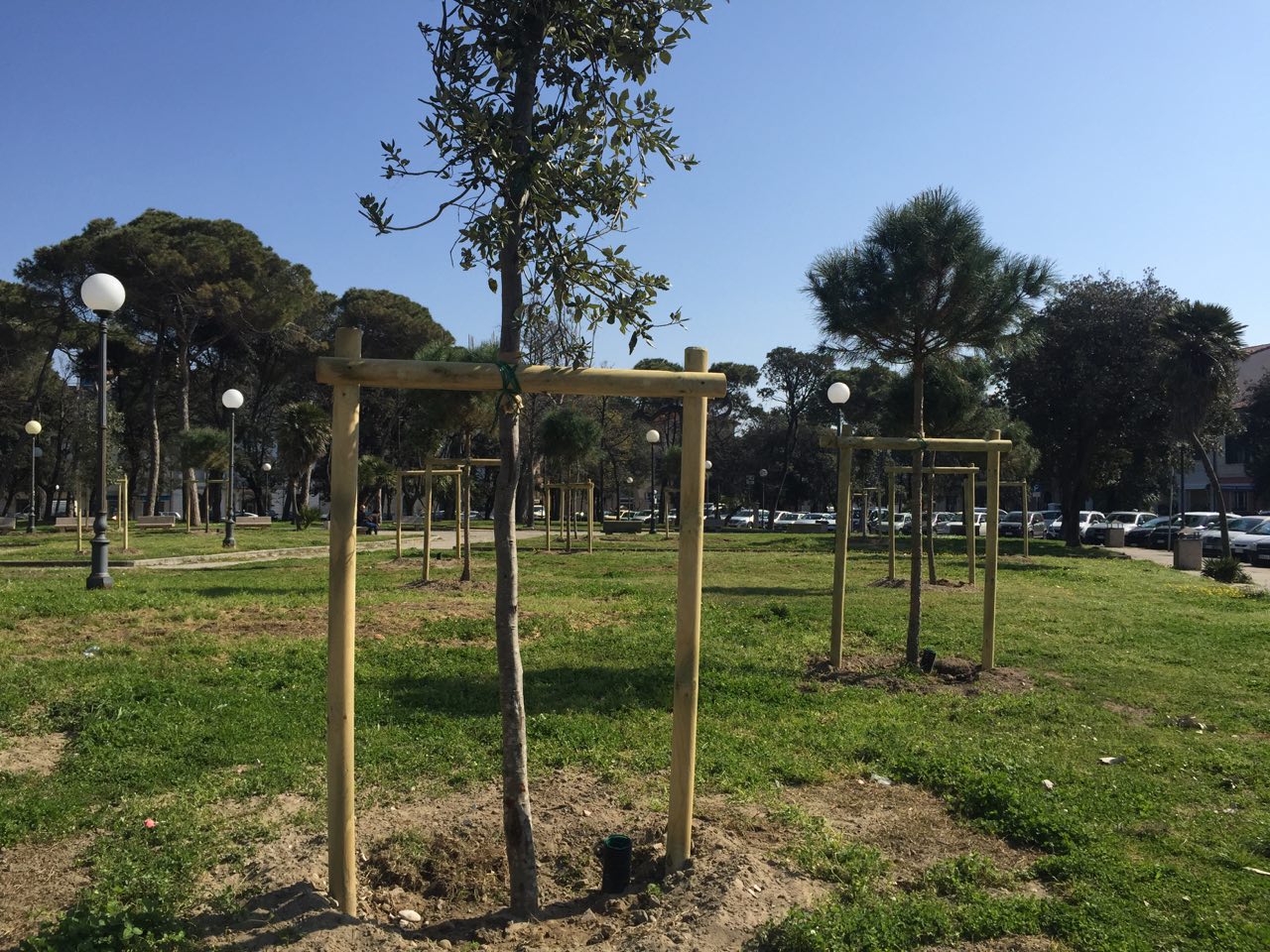 76 nuovi alberi per piazza D’Azeglio e la Passeggiata