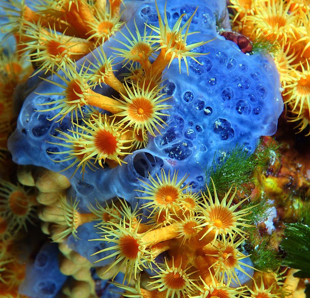 Il massarosese Flavio Matteucci   campione toscano di fotografia subacquea