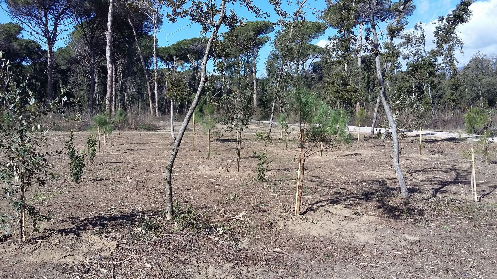 pineta versiliana