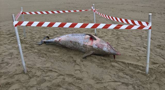 Delfino morto al largo di Viareggio, il secondo in una settimana