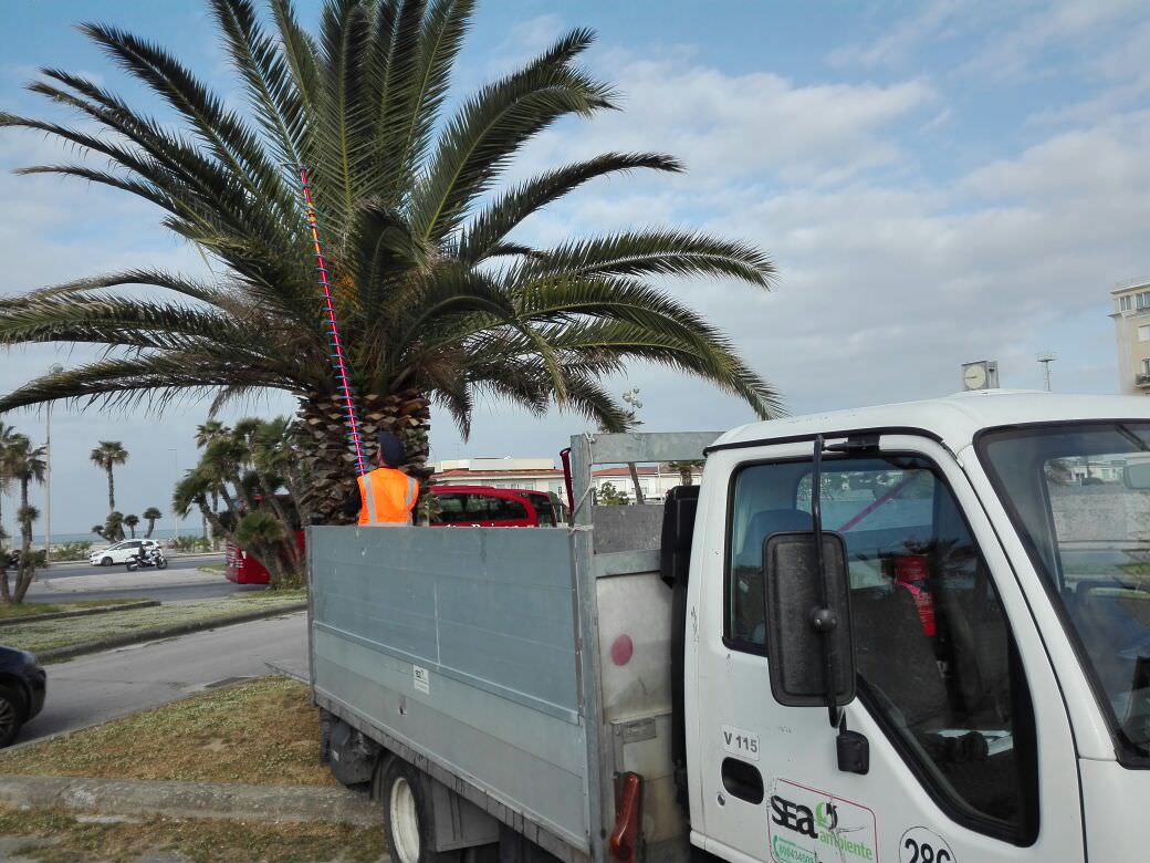 Viareggio per la prima volta il trattamento contro il Punteruolo Rosso