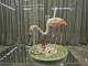 Flamingo Bertozzi e Casini