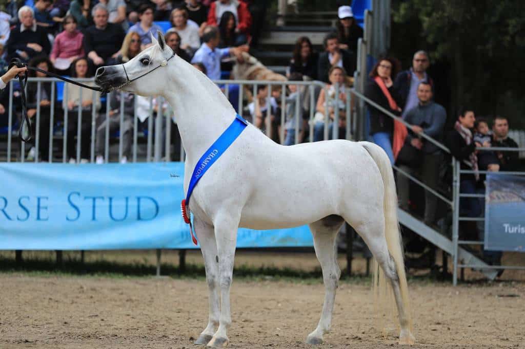 Foto Best in Show Arte del Cavallo
