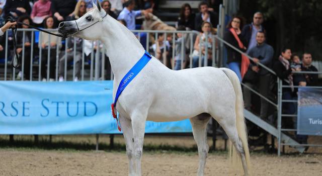 Successo per l’Arte del Cavallo, 100 cavalli, 1500 notti vendute e grande show alla Versiliana