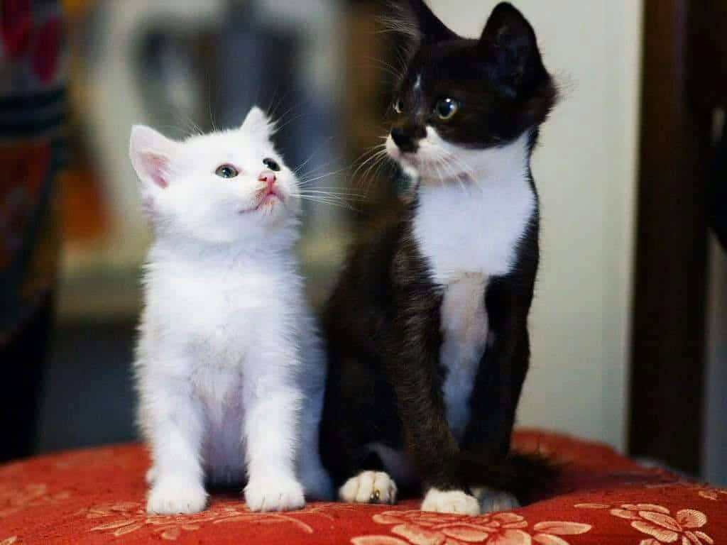 Foto gatti Montiscendi 1
