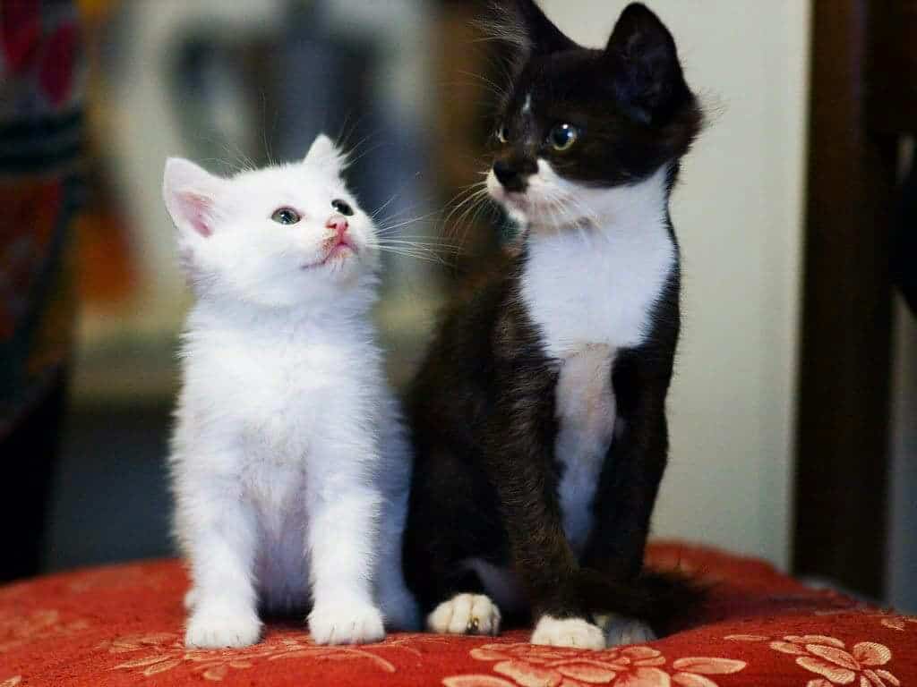 Foto gatti Montiscendi 1