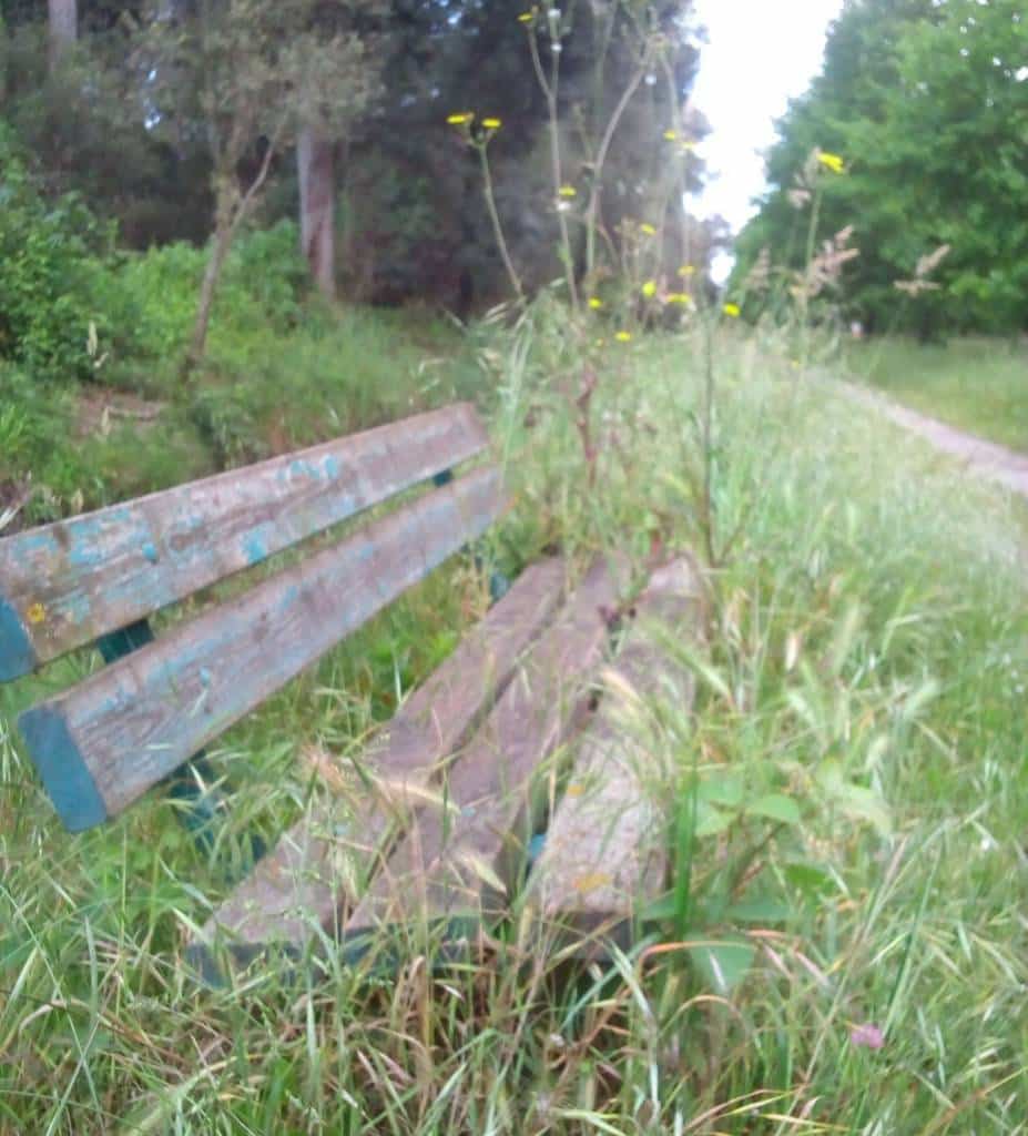 erba alta viale dei tigli viareggio