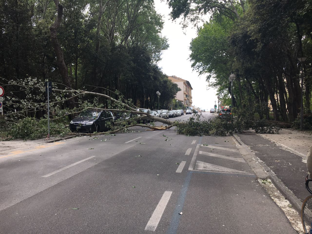 Albero cade su un’auto in via Marco Polo