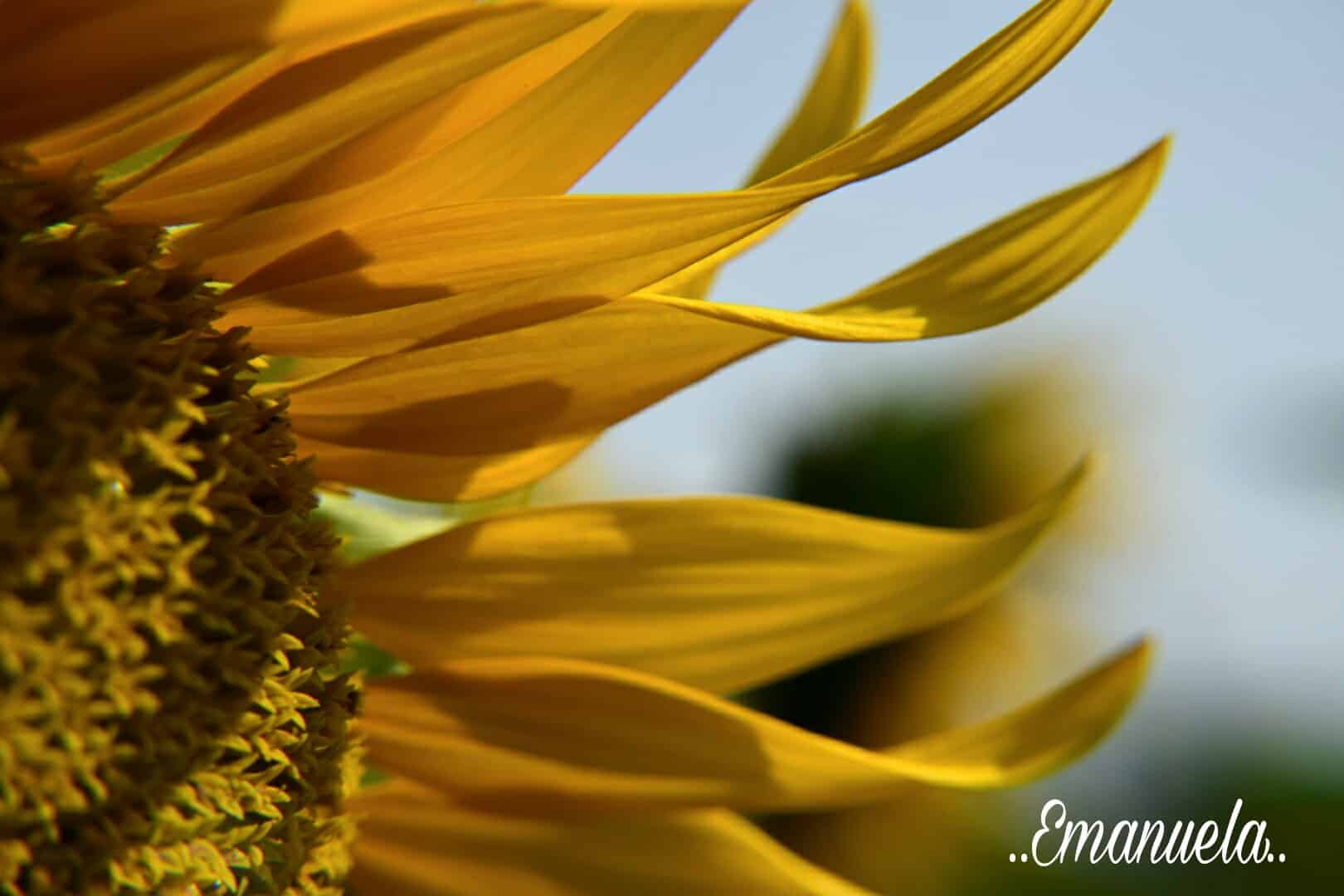 Girasoli