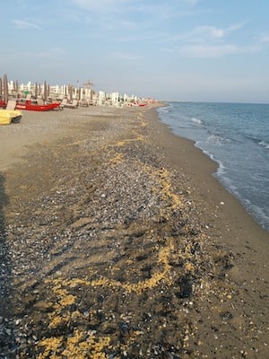 Materiale spiaggiato. A Forte dei Marmi rimozione delle spugne gialle