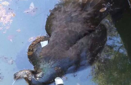 Morta affogata la pavona del laghetto dei cigni