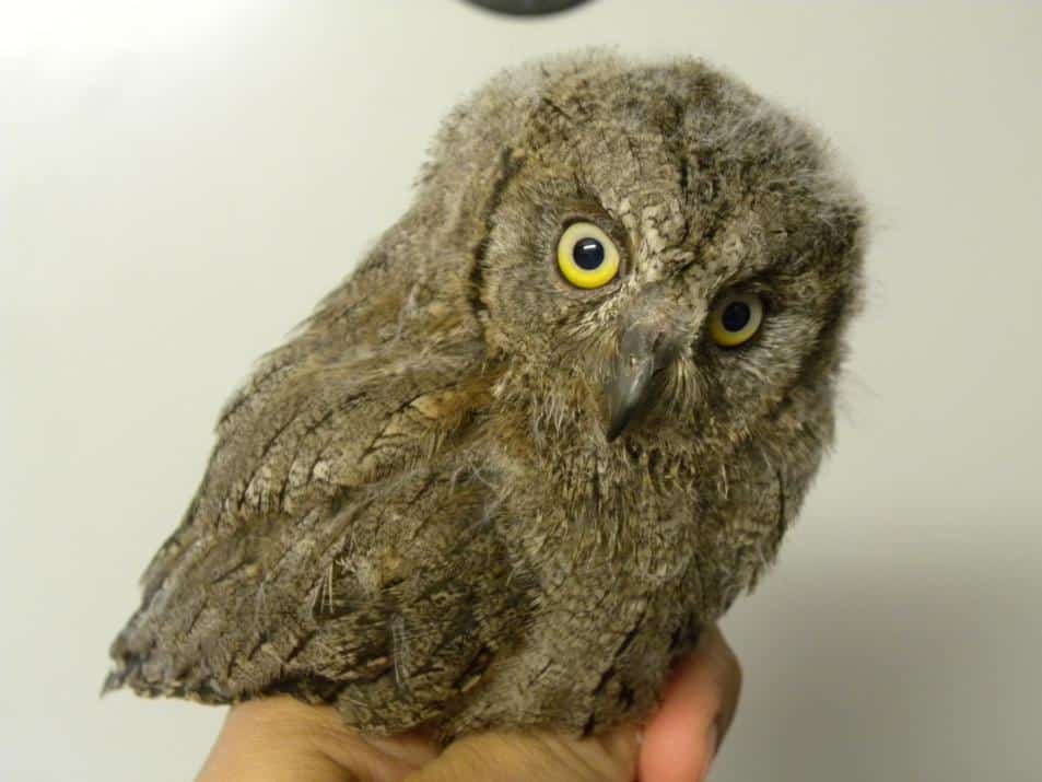 assiolo uccello lipu