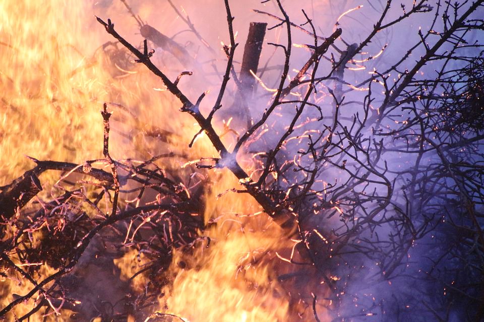 Estate rovente per la toscana, almeno 15 anni per ricostruire i boschi andati a fuoco