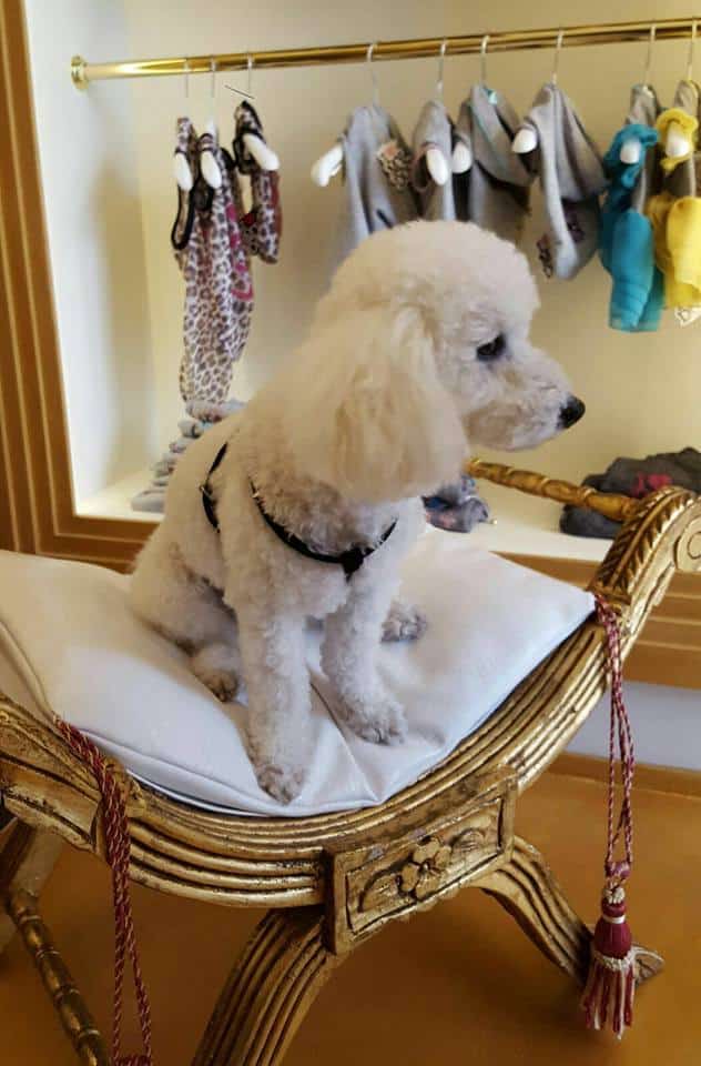 A Pietrasanta una nuova boutique di lusso per animali domestici