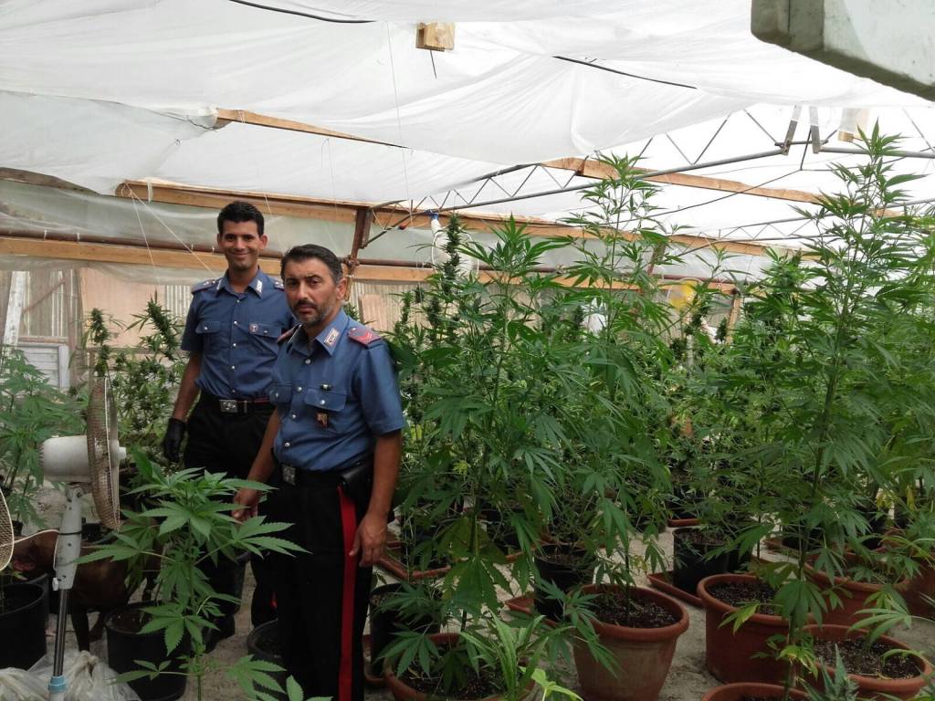 cannabis