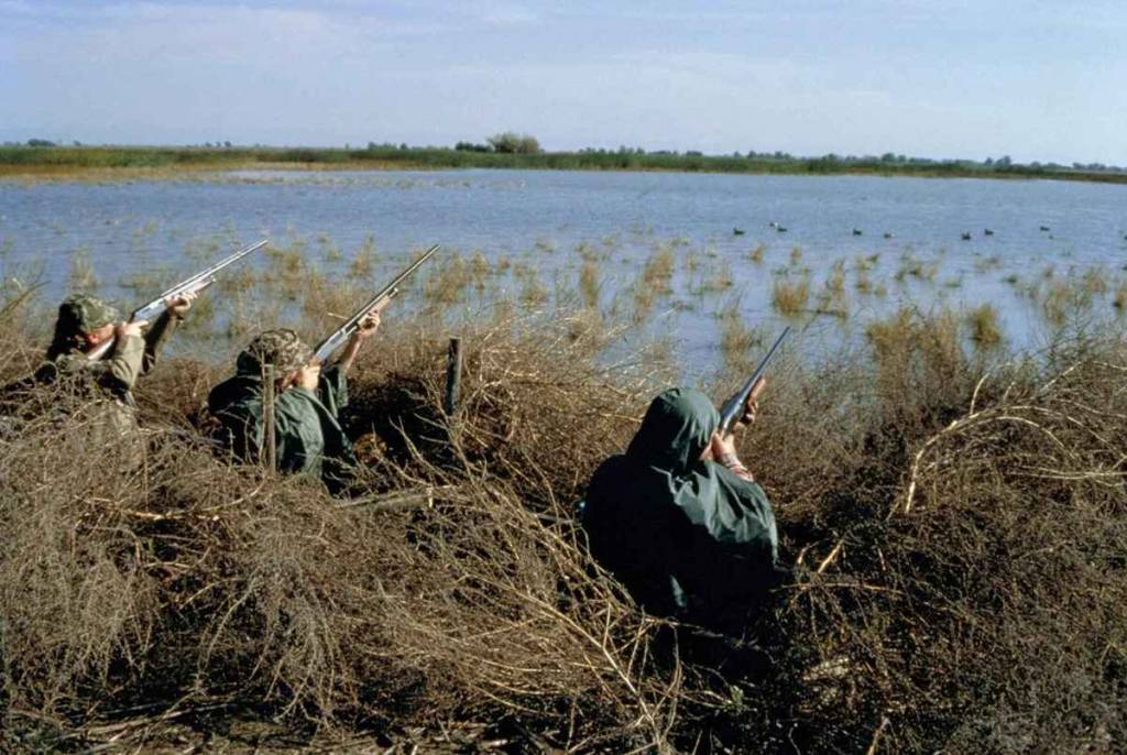 caccia uccelli acquatici