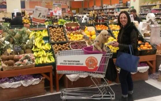 Cani al supermercato: Favorevoli o contrari?